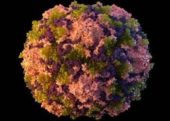 CDC discussing using oral polio vaccine to combat New York outbreak: report