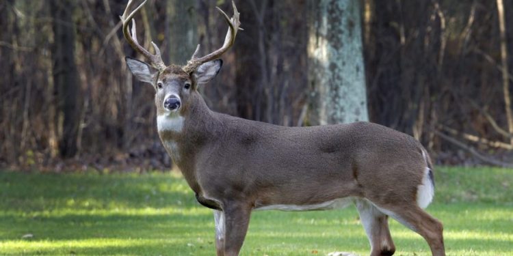 Study: COVID spread from deer to humans multiple times