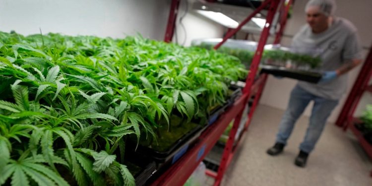 Bipartisan, bicameral group releases Request For Information on FDA regulation of CBD