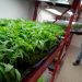Bipartisan, bicameral group releases Request For Information on FDA regulation of CBD
