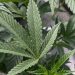 HHS sends recommendation to DEA on rescheduling marijuana
