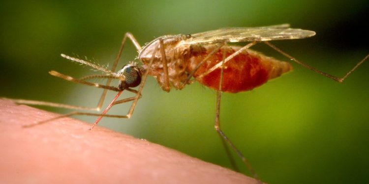 First locally acquired malaria case reported in Maryland in decades