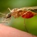 First locally acquired malaria case reported in Maryland in decades