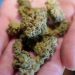 One-fifth of cannabis users struggle with dependency or problematic use: research