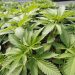 Marijuana use increases risk of heart attacks, new studies suggest