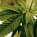 What rescheduling marijuana would look like