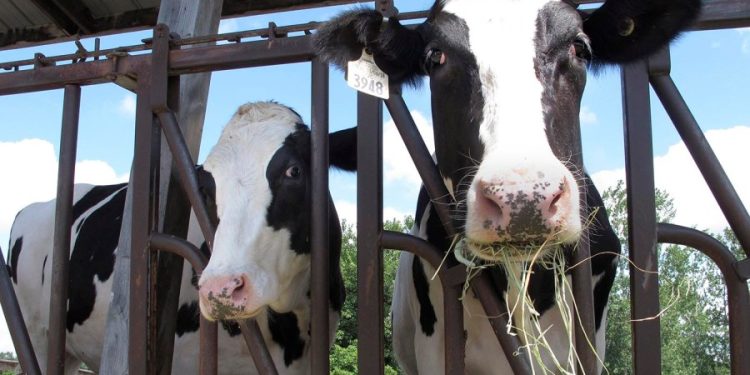 Bird flu tests ordered for dairy cattle that cross state lines