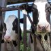 Agriculture Department testing beef for bird flu virus