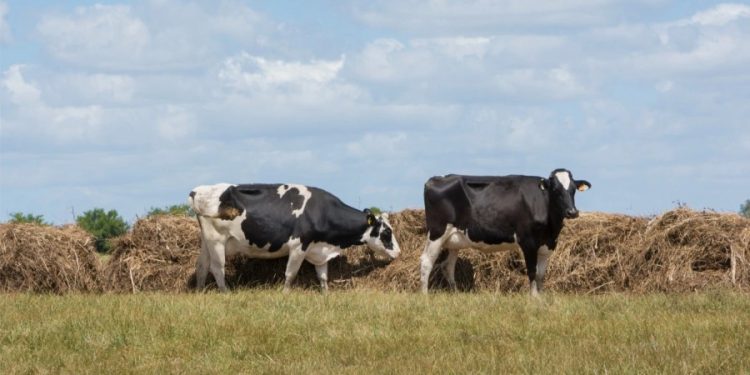Bird flu virus detected in pasteurized milk: FDA