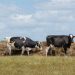 Bird flu virus detected in pasteurized milk: FDA
