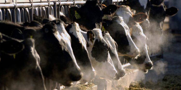 Officials pledge reimbursements for dairy farms impacted by avian flu