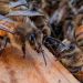 Honeybees can detect lung cancer in humans: Research