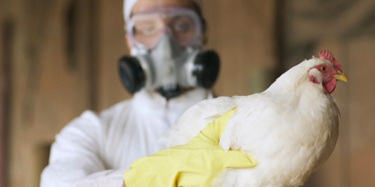 3 new cases of possible bird flu reported in Colorado