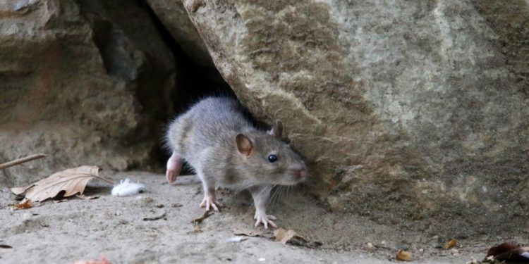 New human plague case confirmed in Colorado