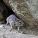 New human plague case confirmed in Colorado