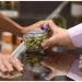 Cannabis, hallucinogen use at ‘historically high levels’: Research