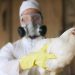 Bird flu cases rise to 31, but CDC says no person-to-person transmission