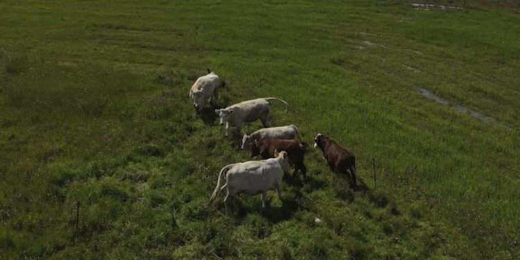 Mexican cattle imports suspended after New World screwworm detected