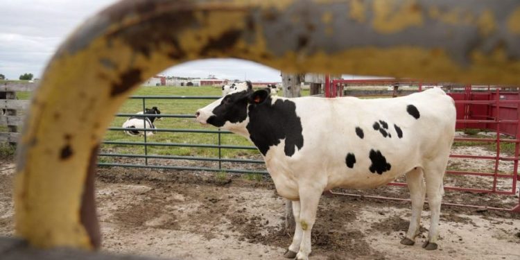 ‘Bird flu symptoms’: Online searches spike after first severe case in US