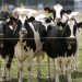 What to know about California’s bird flu emergency