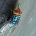 First screwworm case in years confirmed in US: HHS