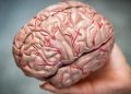 WHO warns of lack of resources to treat neurological disorders
